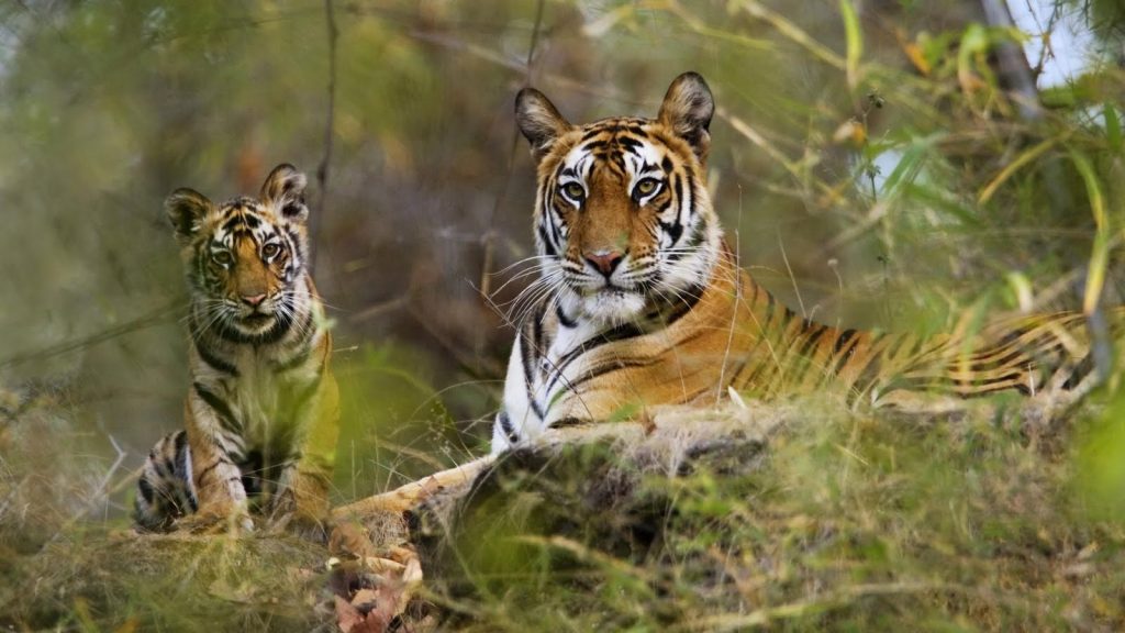 Sundarban Tourism